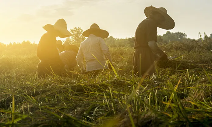 Människor arbetar på fält