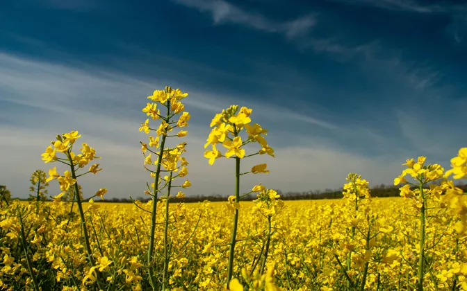 Smörblommor