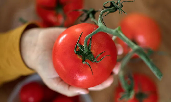 Tomat i hand