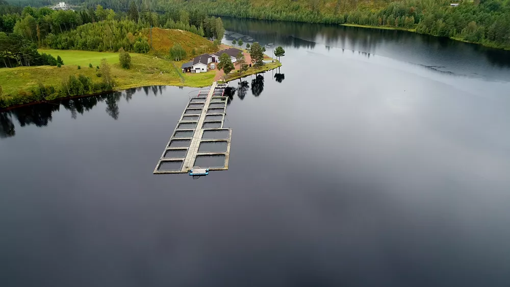 Grön cirkulär regnbågslax