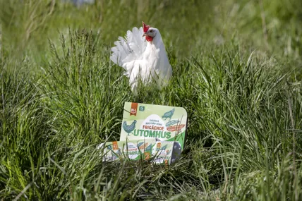 En höna står i gräset med äggkartonger framför sig