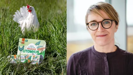 En höna står i gräset med äggkartonger framför sig