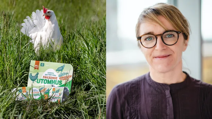 En höna står i gräset med äggkartonger framför sig