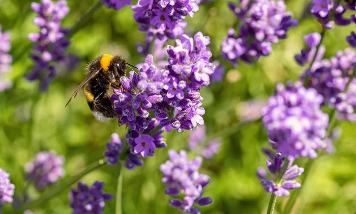 Humla på lavendel